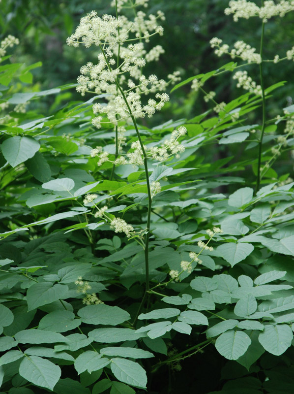 Image of Aralia cordata specimen.