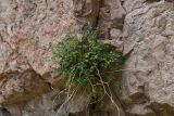 Tschulaktavia saxatilis. Зацветающее растение. Казахстан, Алматинская обл., нац. парк \"Алтын-Эмель\", горы Чулак, ущ. Кызылауз, трещина в скале. 25 июня 2023 г.