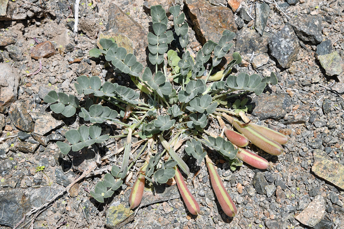 Image of Chesneya dshungarica specimen.