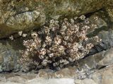 Смотреть изображение Aleuritopteris argentea