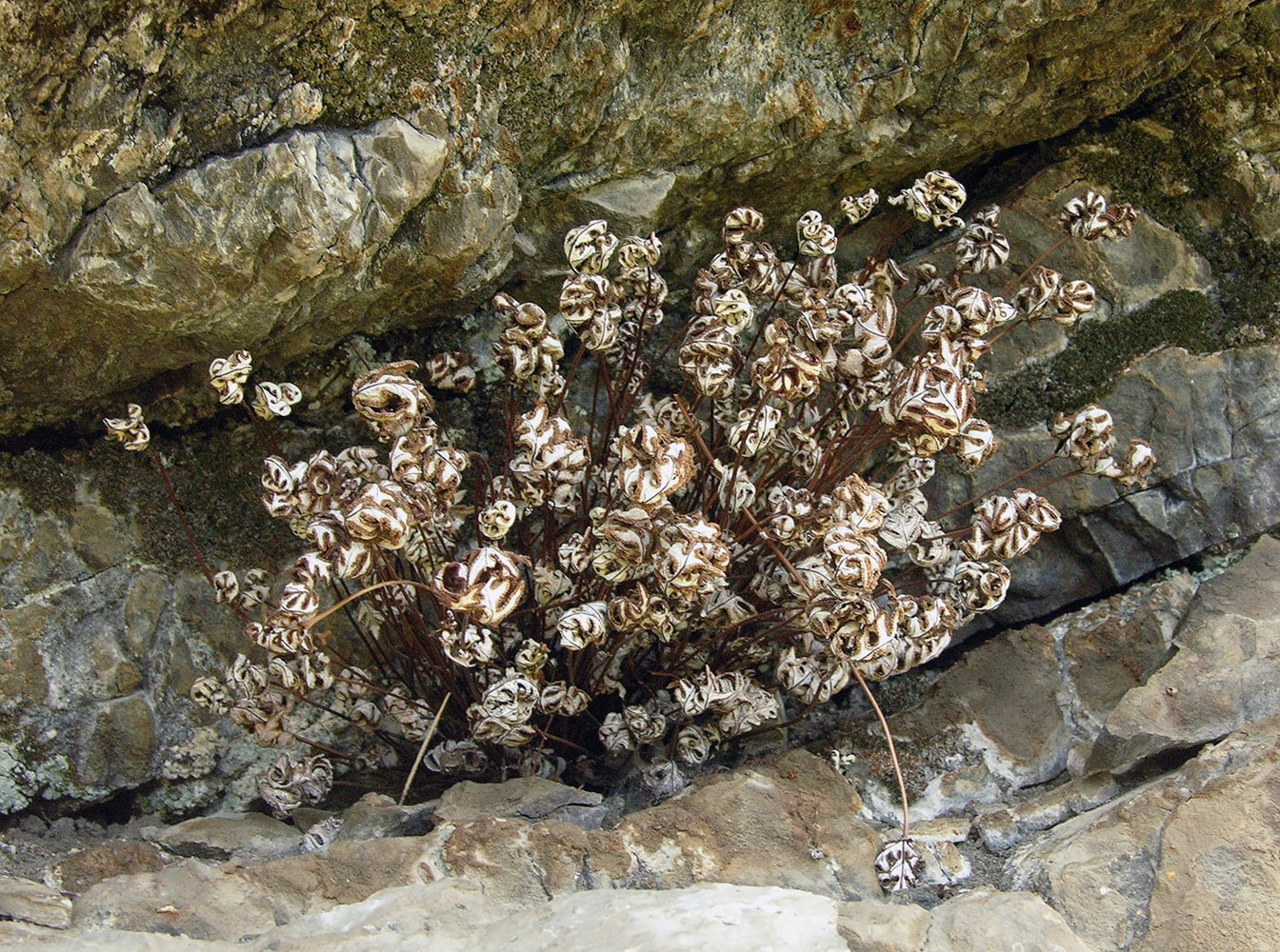 Image of Aleuritopteris argentea specimen.