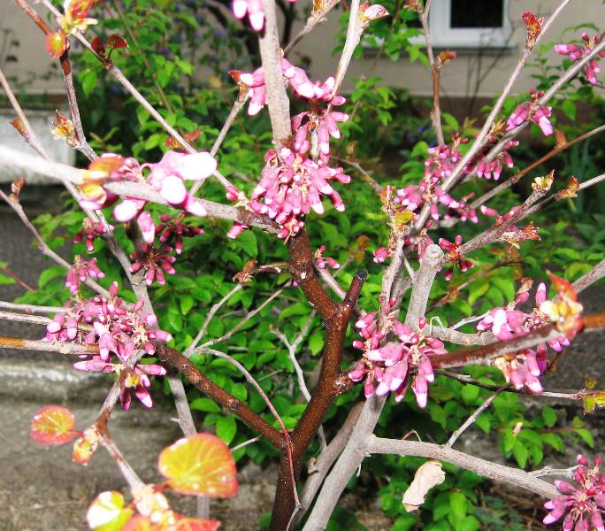 Image of Cercis griffithii specimen.