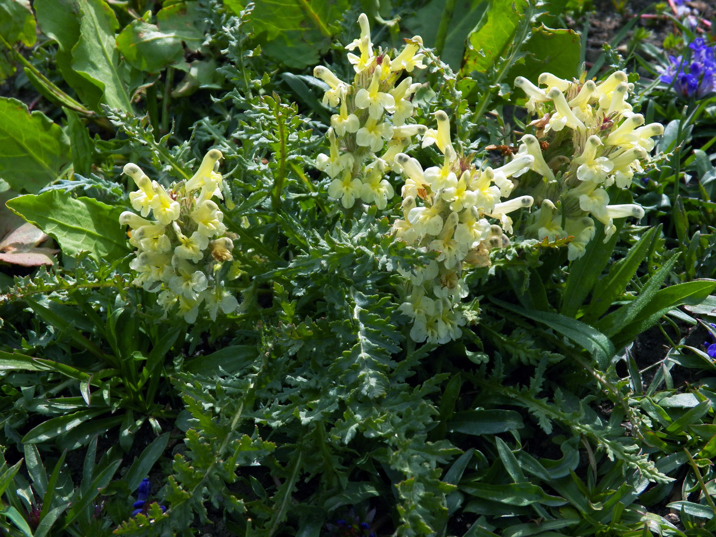 Image of genus Pedicularis specimen.