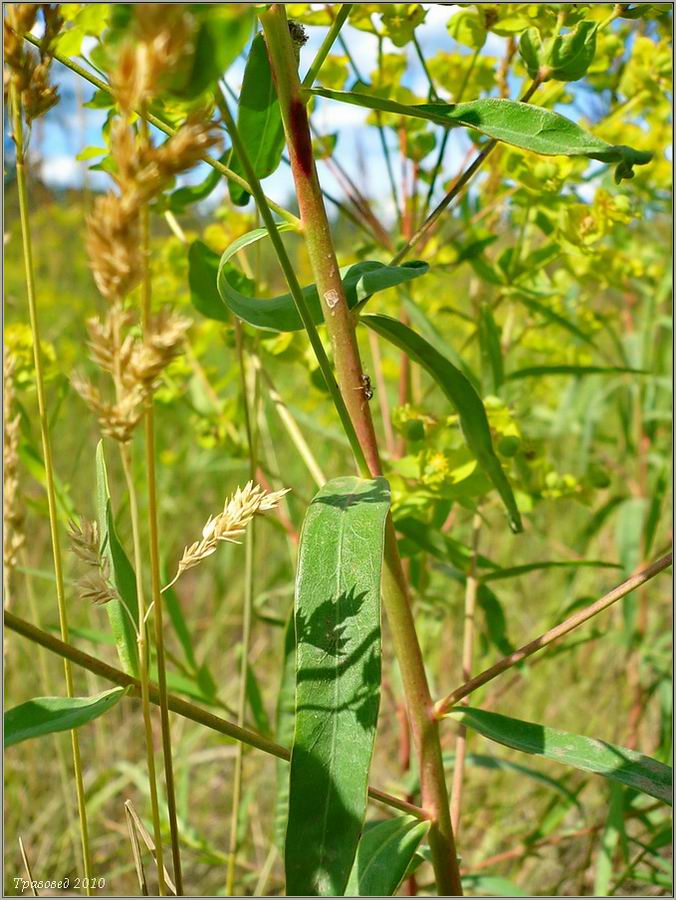 Image of Euphorbia virgata specimen.