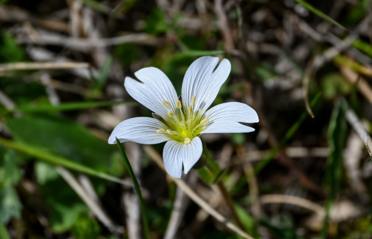 Изображение особи Cerastium purpurascens.