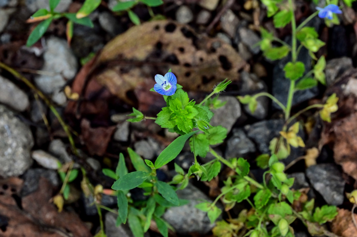 Image of Veronica persica specimen.