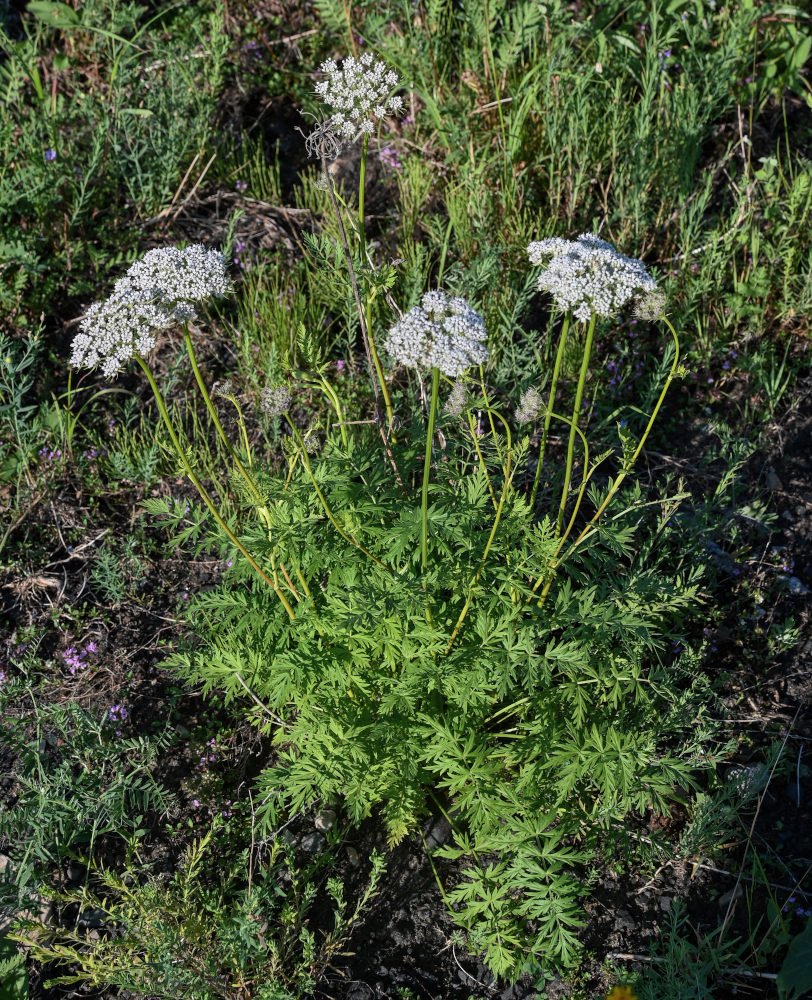 Image of Seseli condensatum specimen.