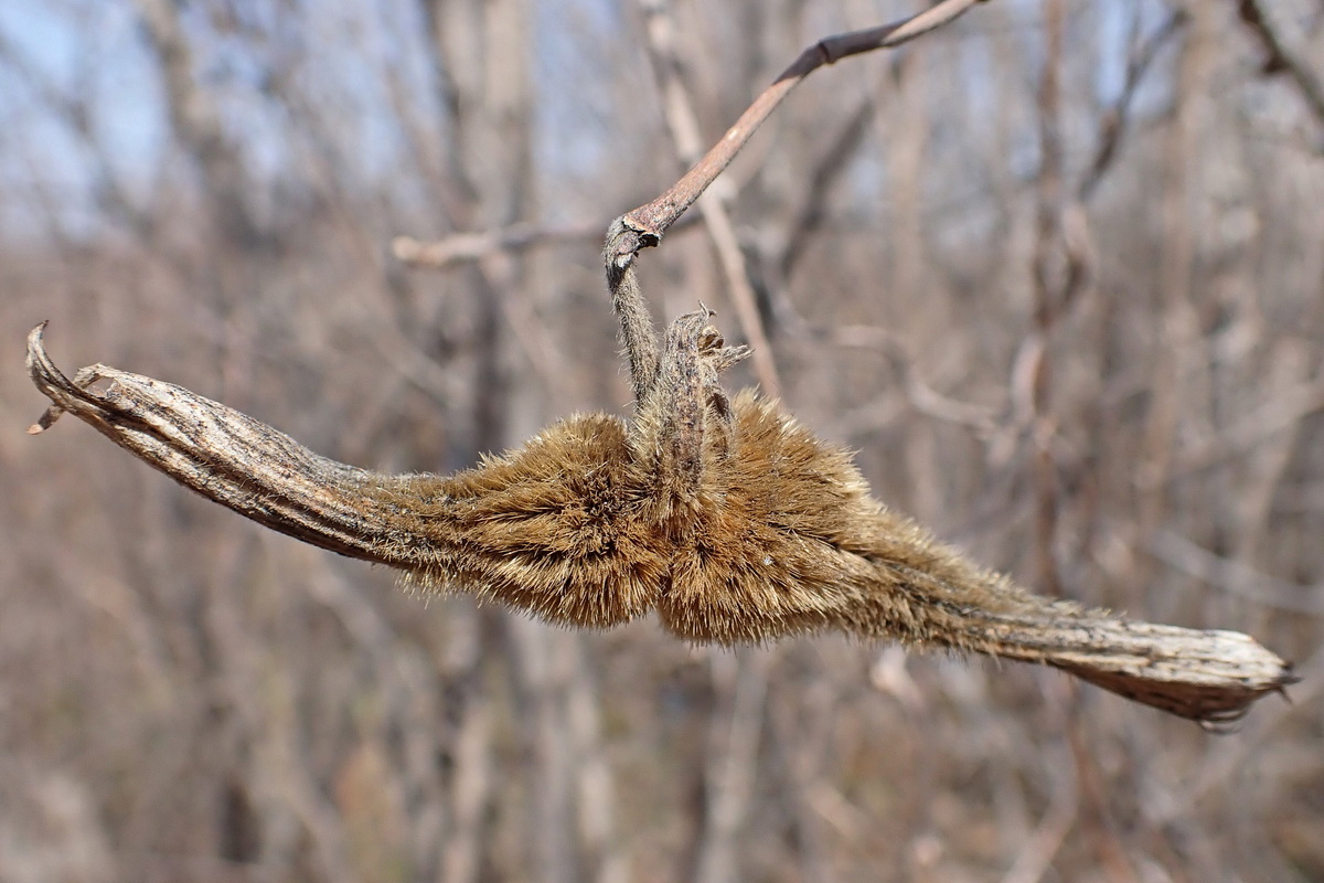 Изображение особи Corylus mandshurica.