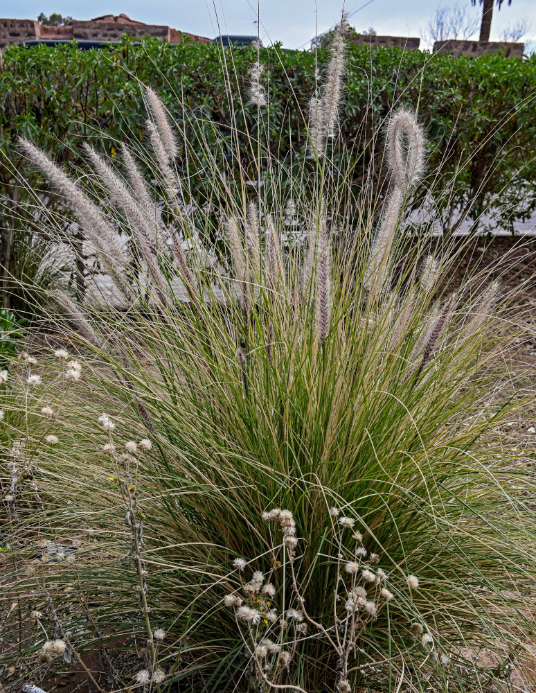 Изображение особи Pennisetum setaceum.