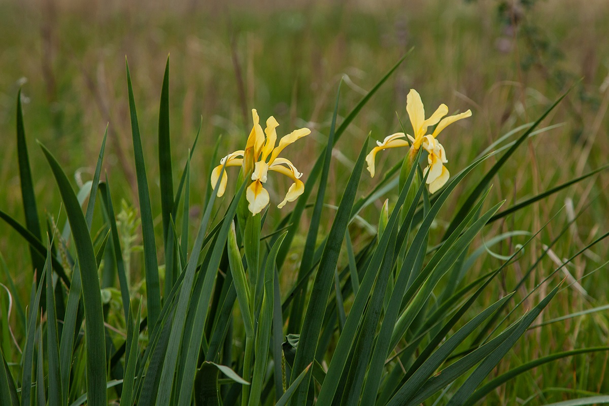 Изображение особи Iris halophila.