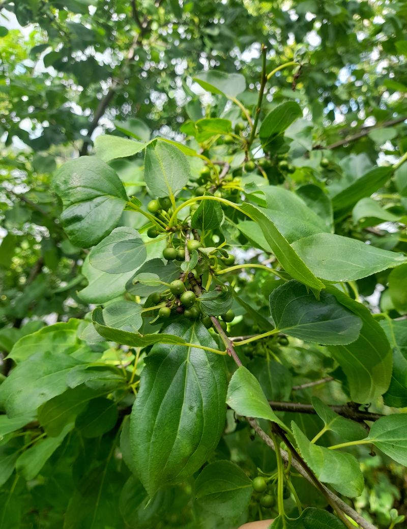 Image of Rhamnus cathartica specimen.