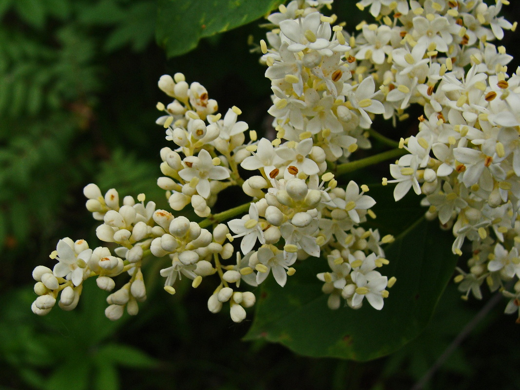 Image of Syringa amurensis specimen.