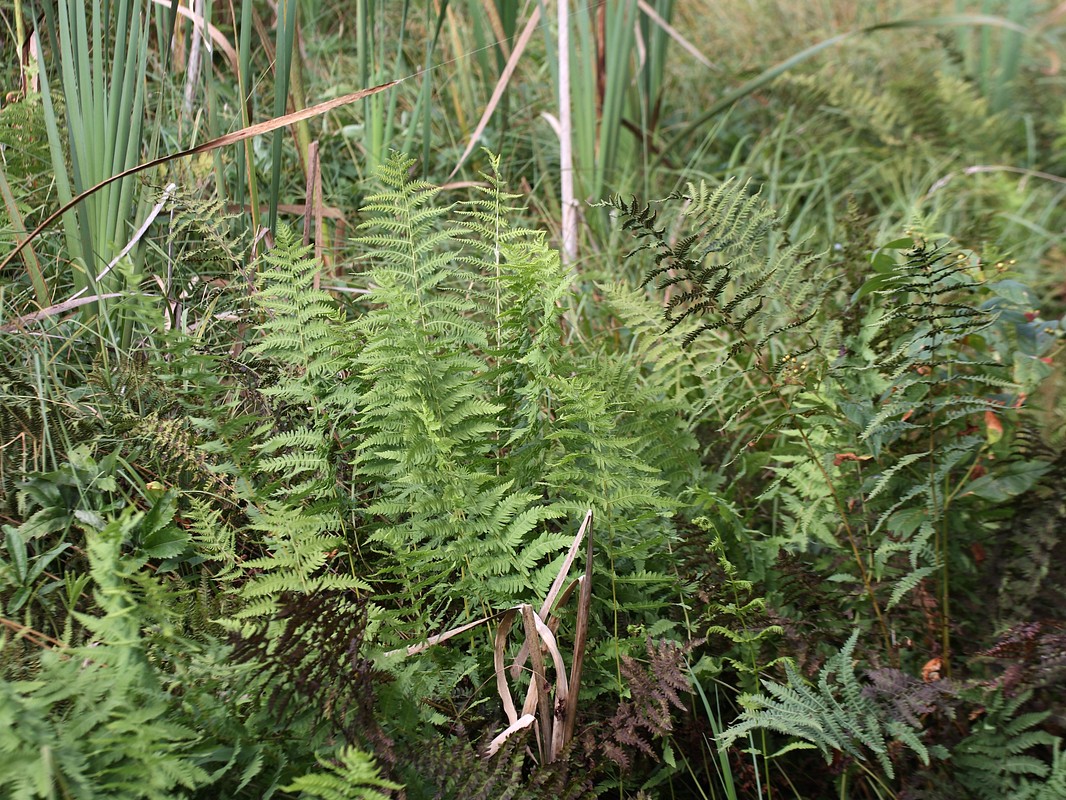 Изображение особи Thelypteris palustris.