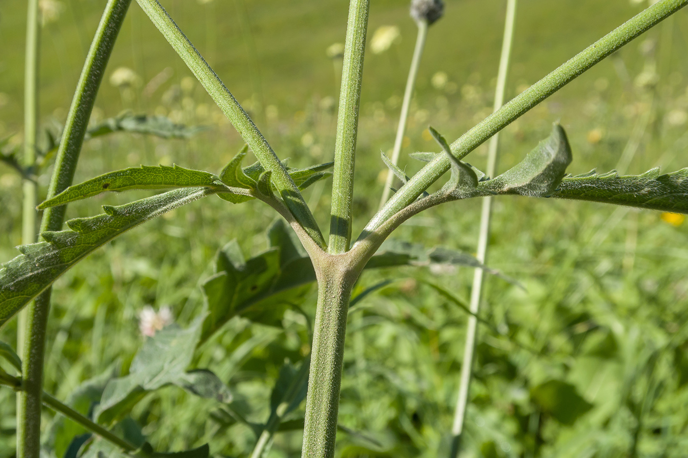 Изображение особи Cephalaria balkharica.