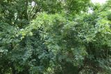 Acer campestre. Плодоносящие деревья. Краснодарский край, м/о Анапа, окр. пос. Куматырь, дол. р. Куматырь, средний пруд, лес вдоль грунтовой дороги. 18.06.2021.