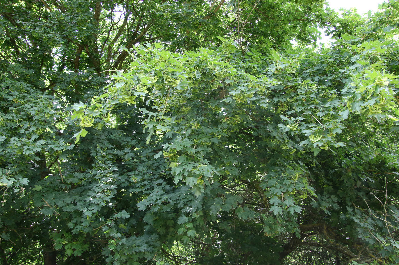 Image of Acer campestre specimen.