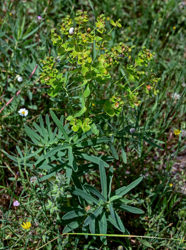 Image of Euphorbia iberica specimen.