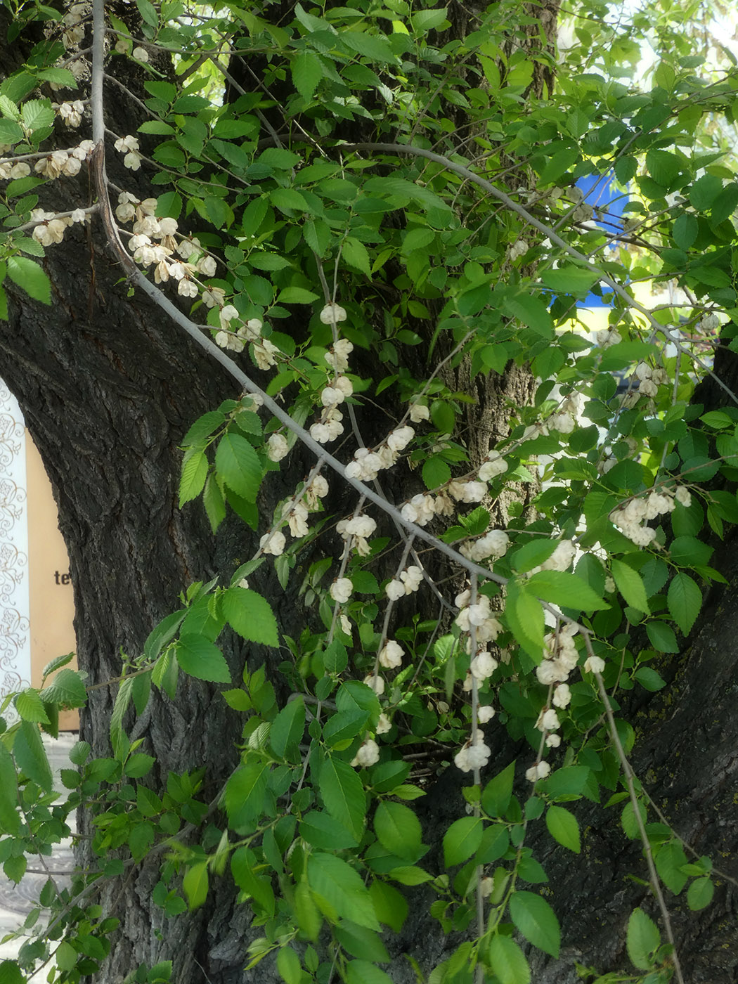 Image of Ulmus pumila specimen.