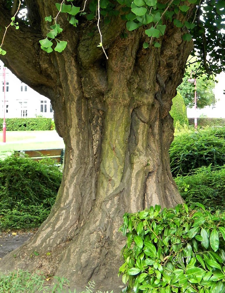 Image of Ginkgo biloba specimen.