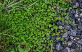 Lobelia nummularia