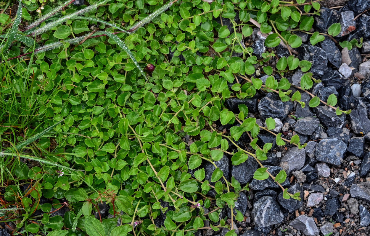 Изображение особи Lobelia nummularia.