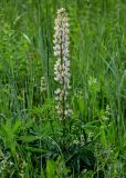 Lupinus polyphyllus. Цветущее растение (белоцветковая форма). Московская обл., окр. г. Железнодорожный, долина р. Чёрная, залежь. 16.06.2024.