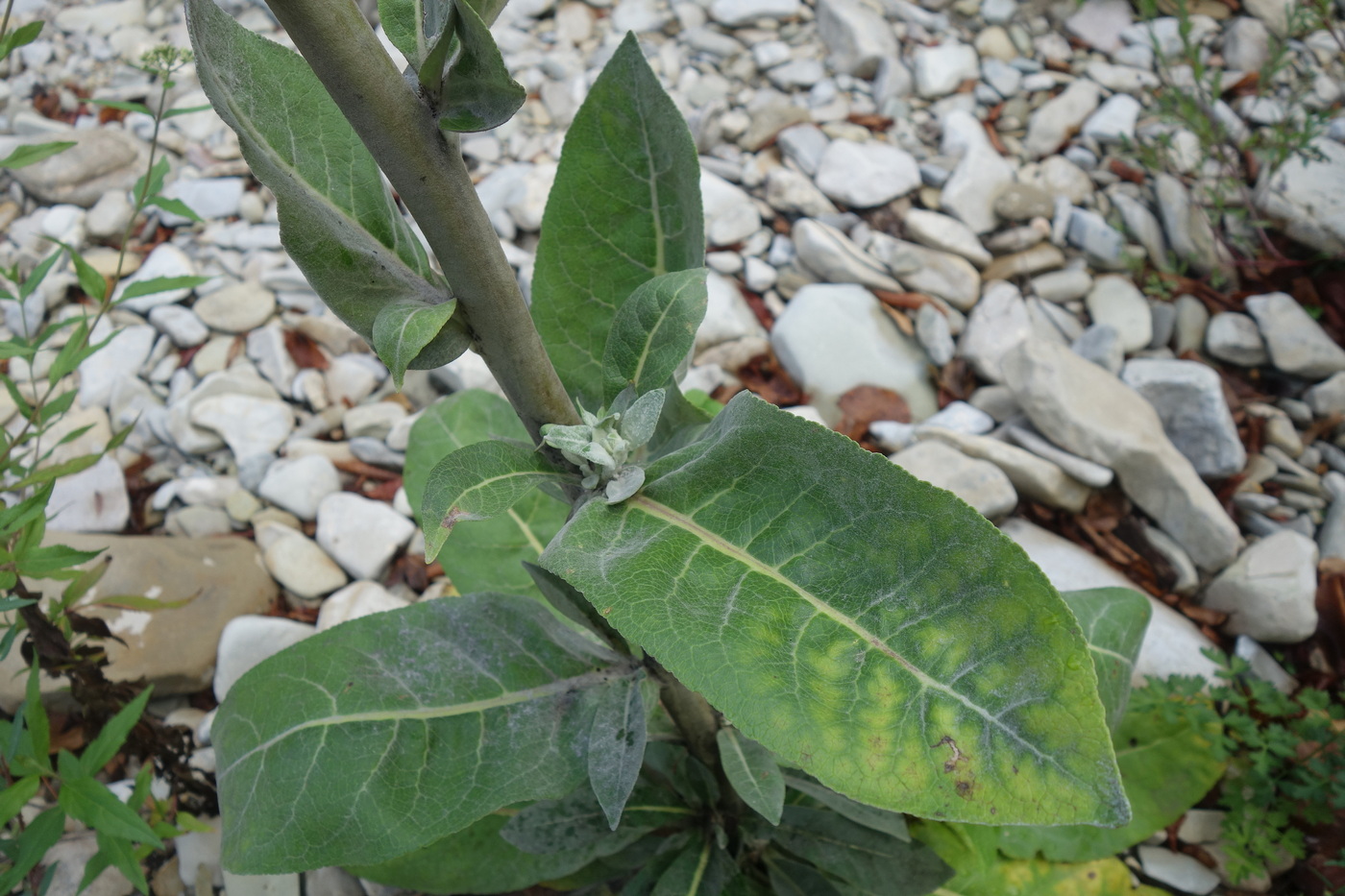 Image of Verbascum gnaphalodes specimen.