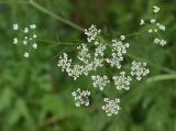 семейство Apiaceae. Соцветие. Чечня, Шаройский р-н, долина р. Цесиахк, рядом с домом Мансура, выс. ок. 1500 м н.у.м., луг. 28 июня 2024 г.