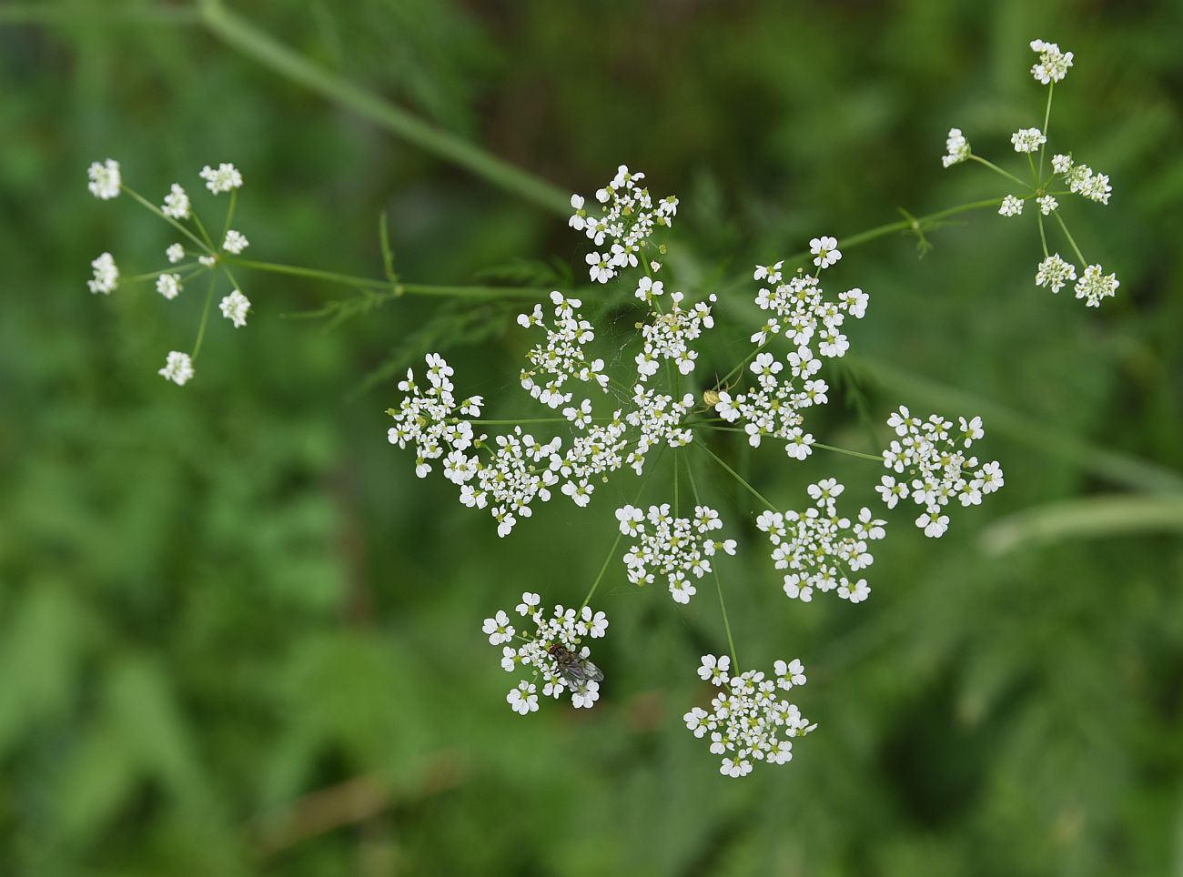 Изображение особи семейство Apiaceae.