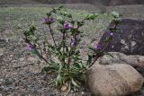 Phlomoides zenaidae. Цветущее растение. Казахстан, Алматинская обл., хр. Торайгыр, галечниковый склон. 6 мая 2024 г.