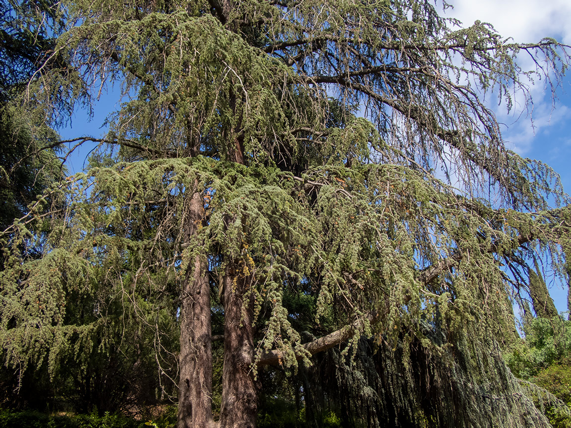 Изображение особи Cedrus libani.