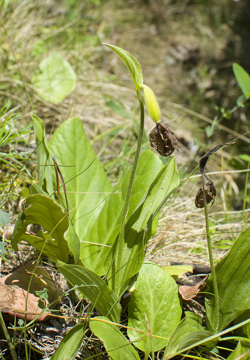 Изображение особи Cypripedium guttatum.