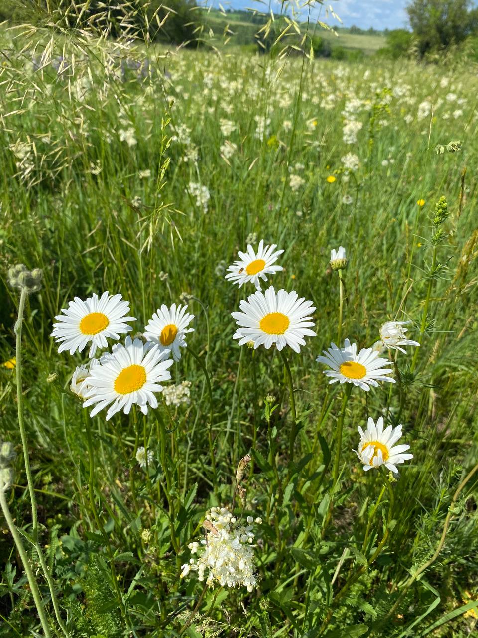 Изображение особи Leucanthemum vulgare.