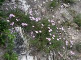 Convolvulus cantabrica