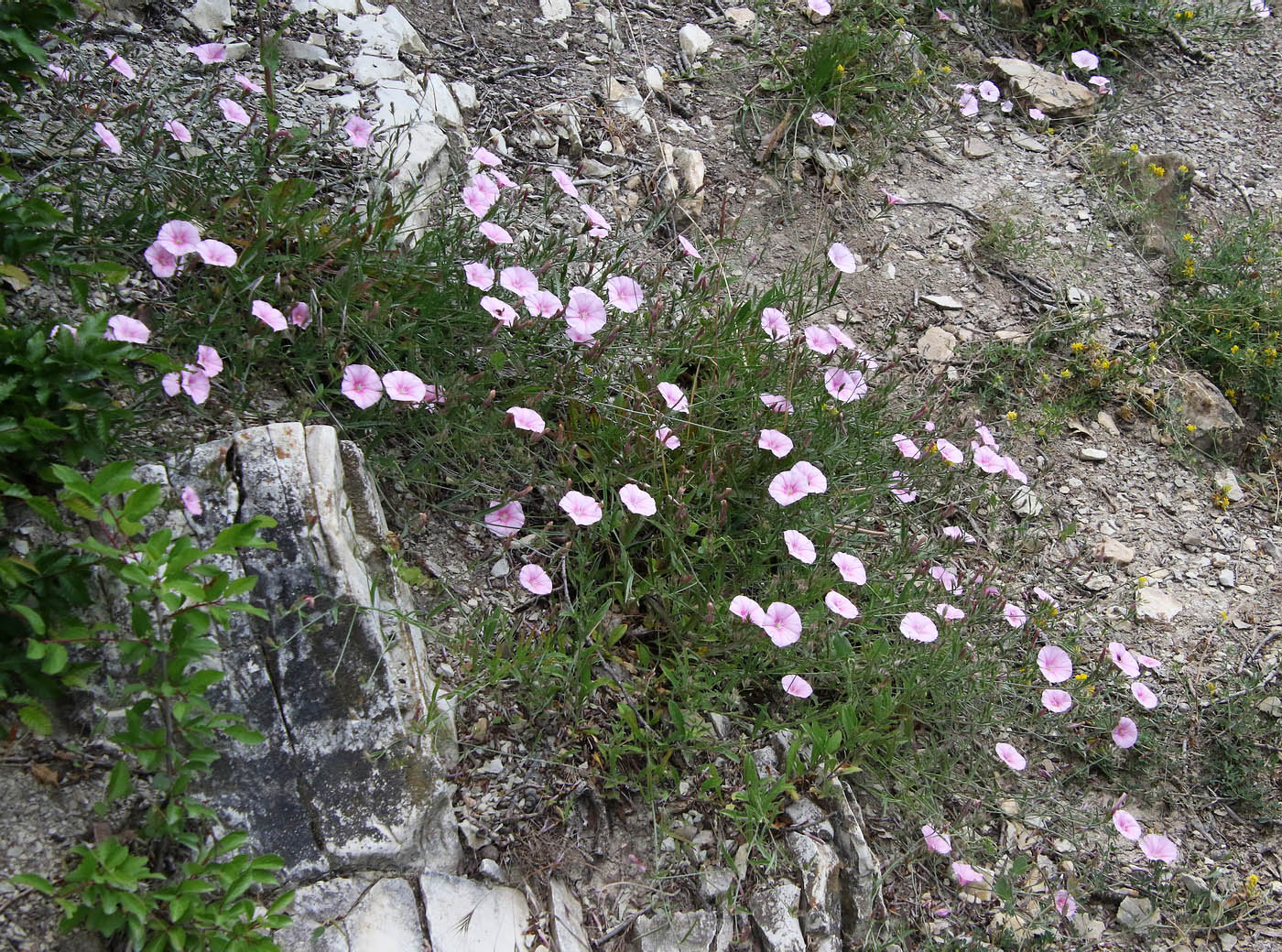 Image of Convolvulus cantabrica specimen.