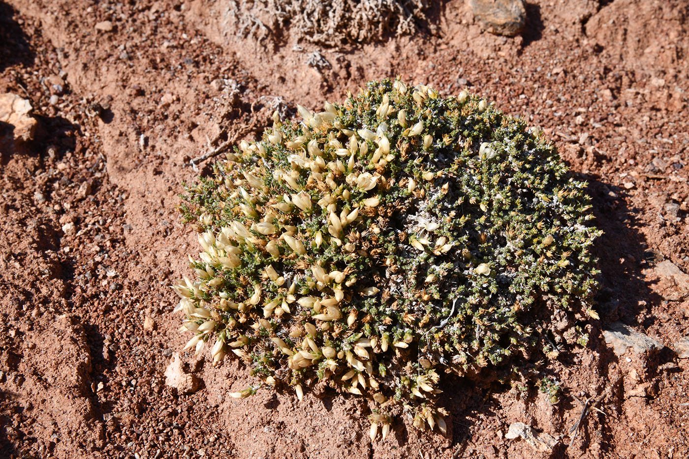 Image of Nanophyton iliense specimen.