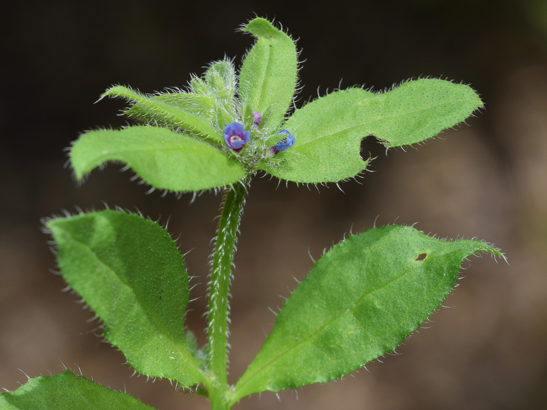 Image of Asperugo procumbens specimen.