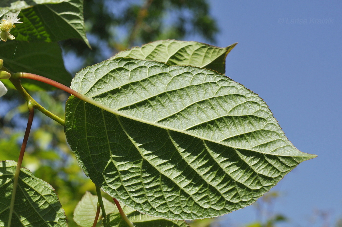 Image of Actinidia kolomikta specimen.