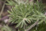 genus Potentilla