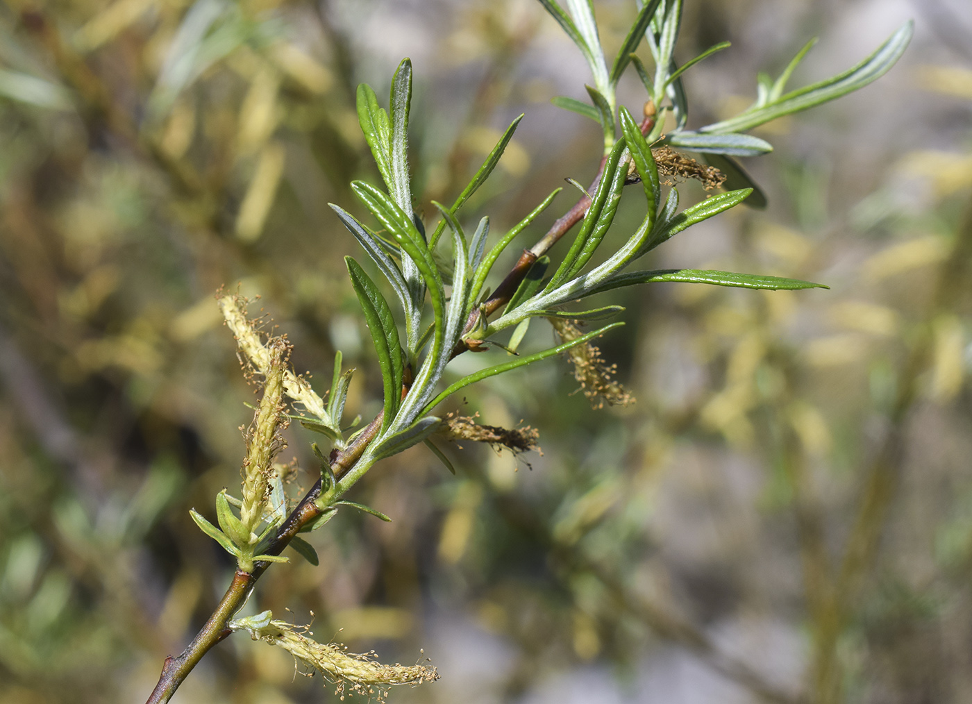 Image of Salix eleagnos specimen.