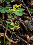 View full-size image Epimedium colchicum