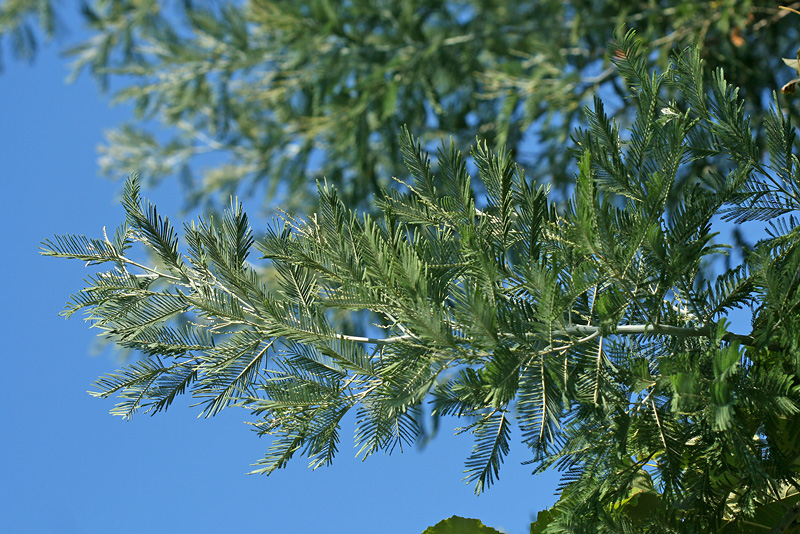 Image of Acacia dealbata specimen.