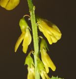 Смотреть изображение Melilotus officinalis