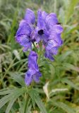 View full-size image genus Aconitum