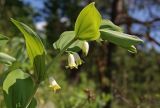 Polygonatum odoratum. Верхушка цветущего растения. Новосибирская обл., Салаирский кряж, р. Бердь, окр. дер. Новососедово. 02.06.2008.