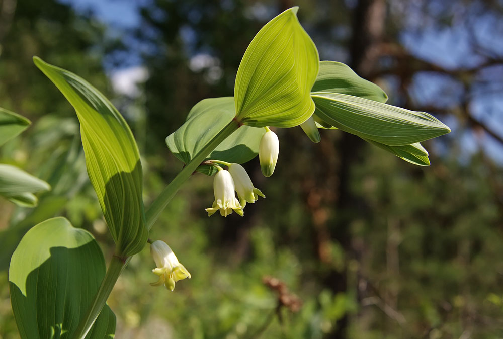 Image of Polygonatum odoratum specimen.