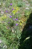 View full-size image genus Campanula