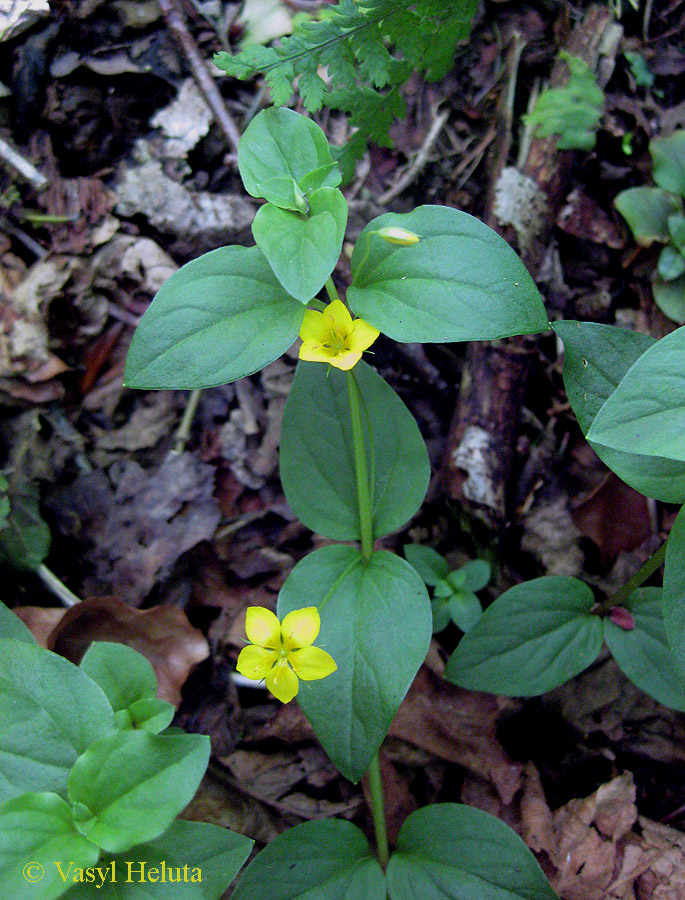 Image of Lysimachia nemorum specimen.