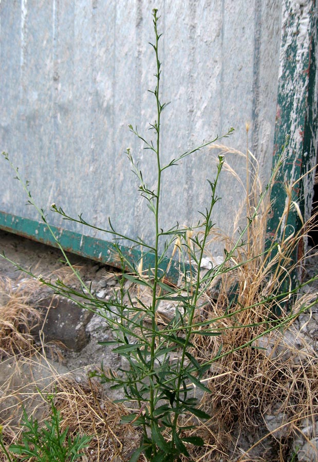 Image of Lepidium graminifolium specimen.