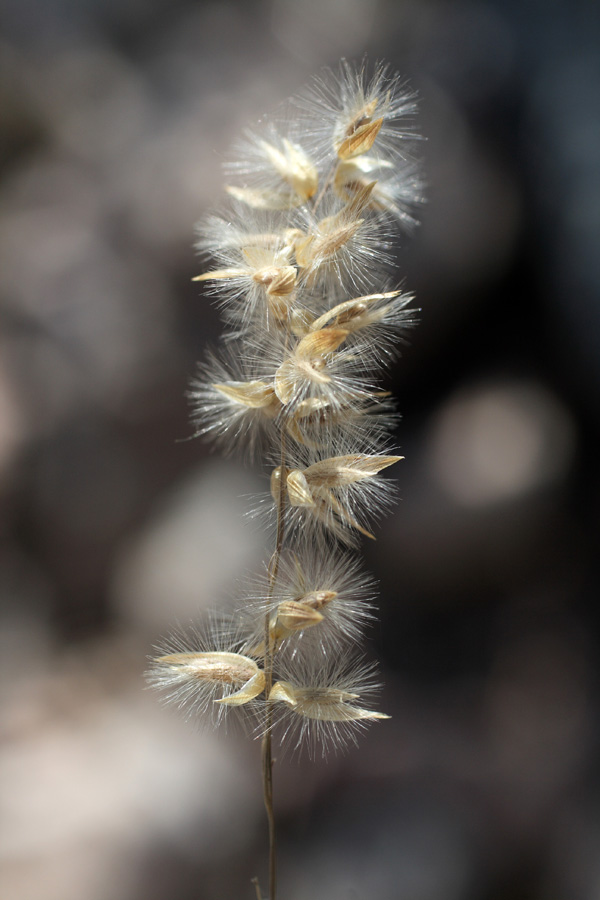 Image of Melica jacquemontii specimen.